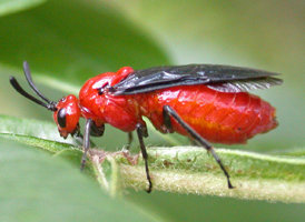 Sumac Sawfly
